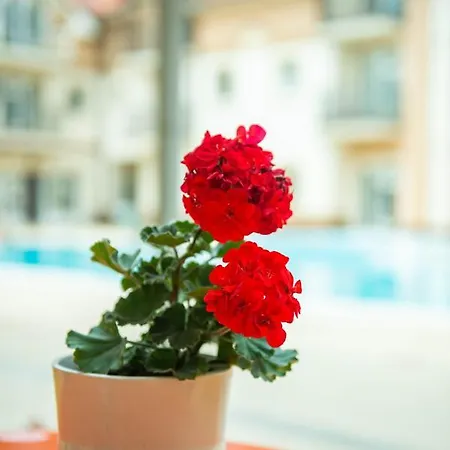 Apartament Apartment *